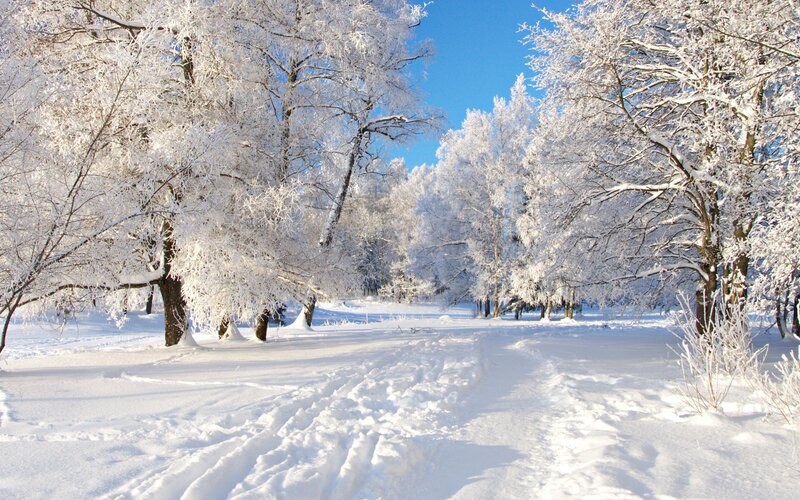 Snowy forest path