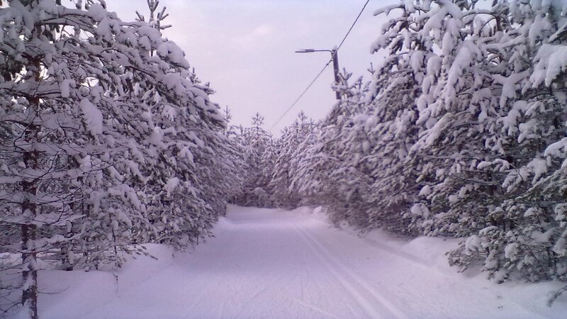 Snowy forest path