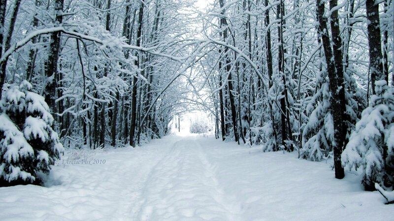 Snowy forest path