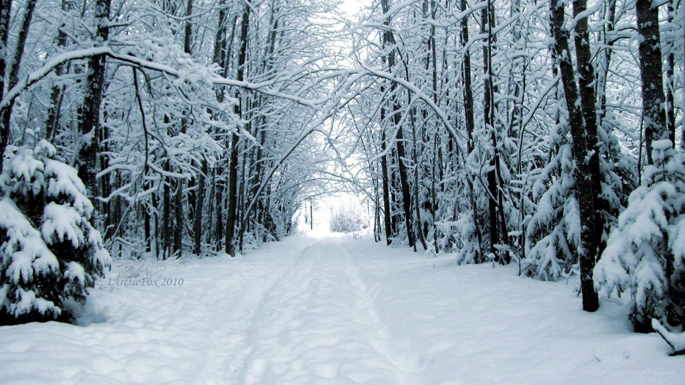 Snowy forest path
