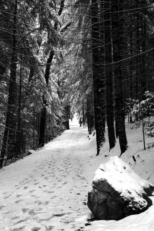 Snowy forest path