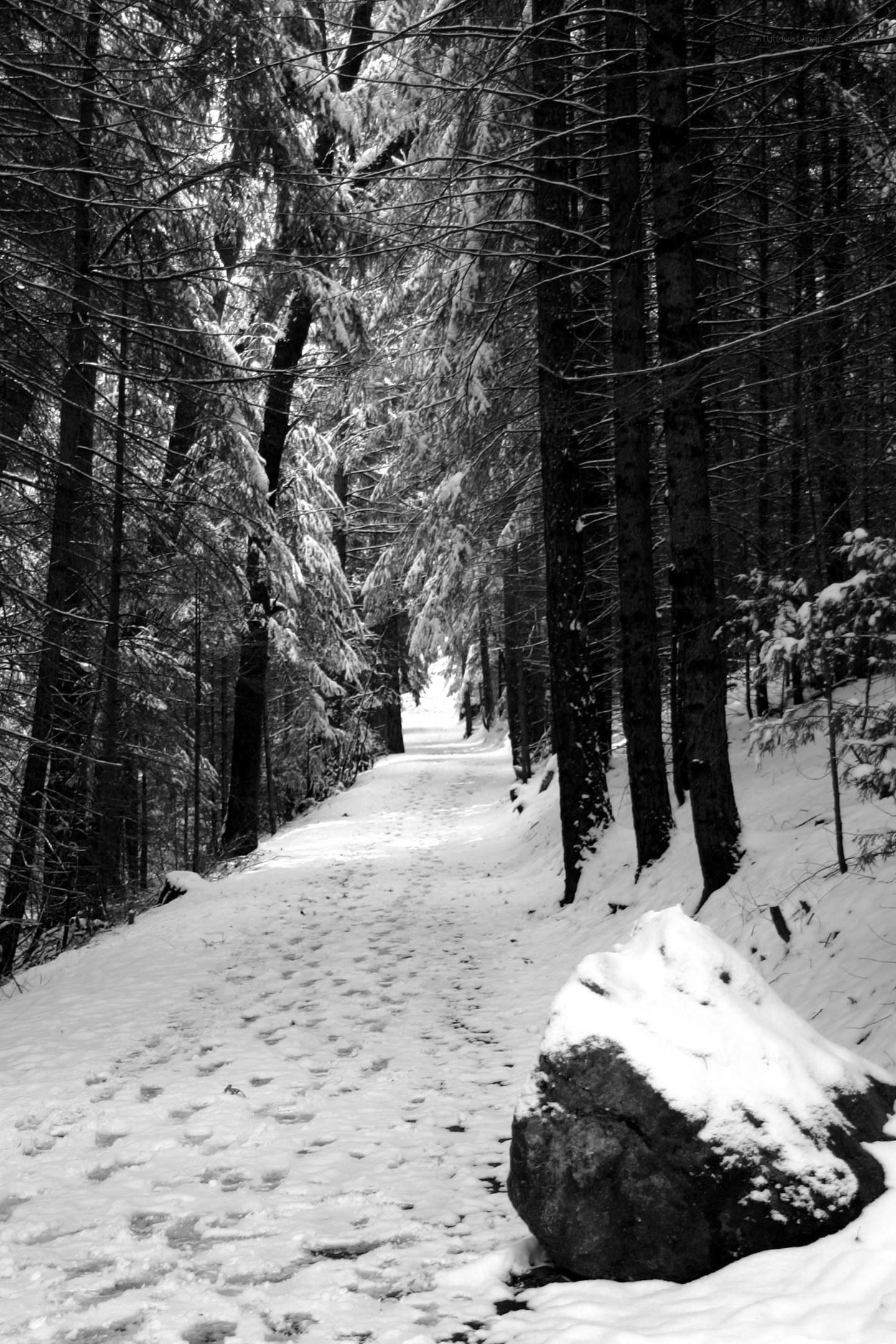 Snowy forest path