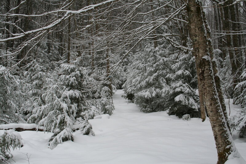 Snowy forest path