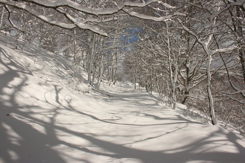 Snowy forest path