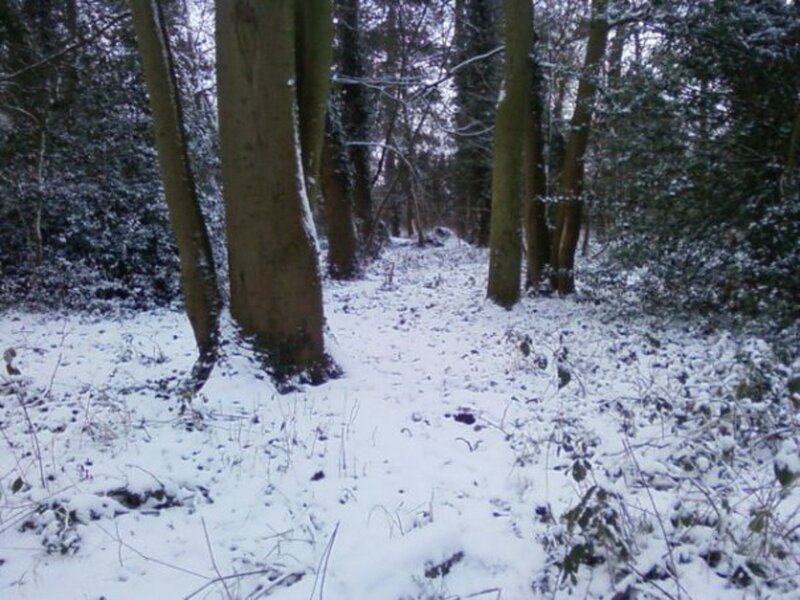 Snowy forest path