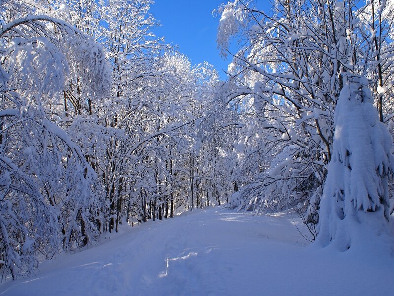 Snowy forest path