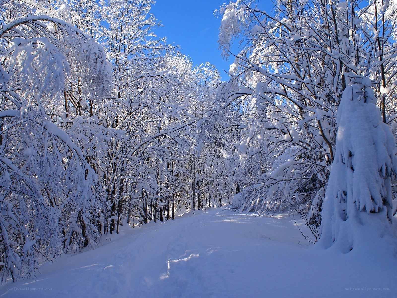 Snowy forest path