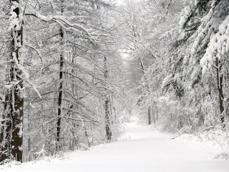 Snowy forest path
