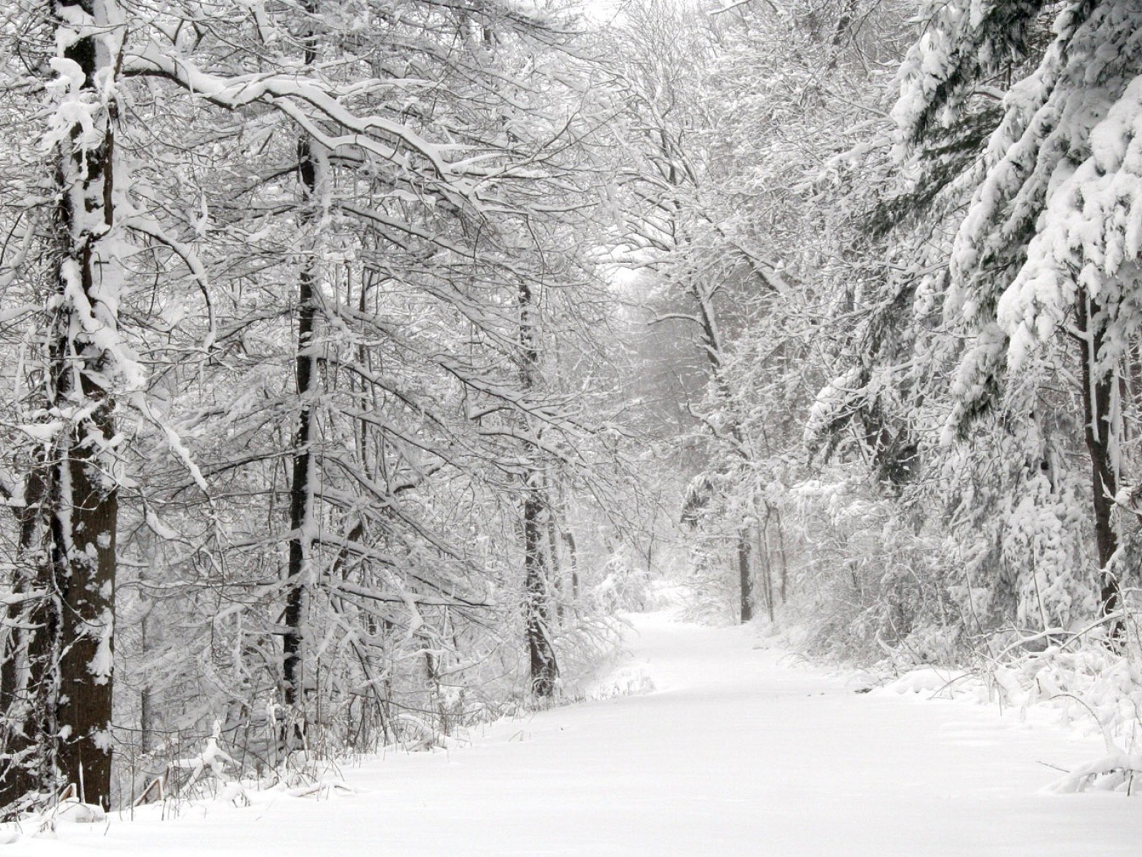 Snowy forest path