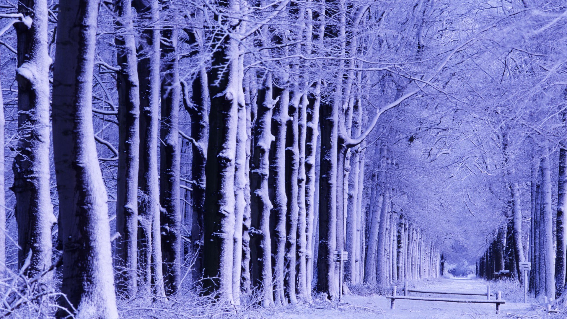 Snowy forest path