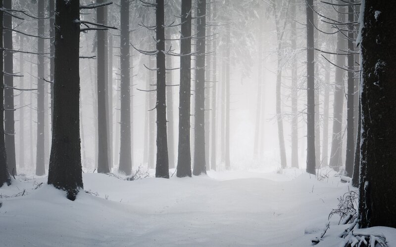 snowy forest path