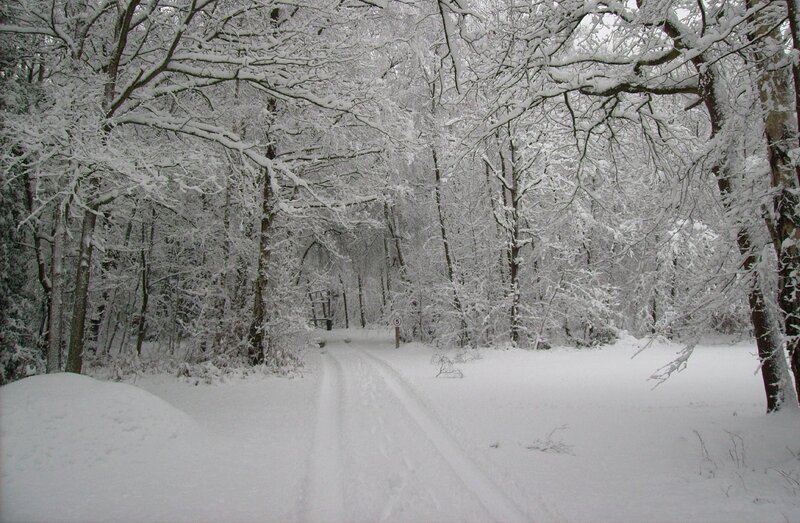 Snowy forest path