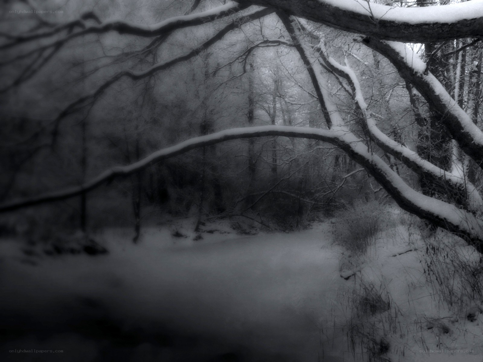 Snowy forest path