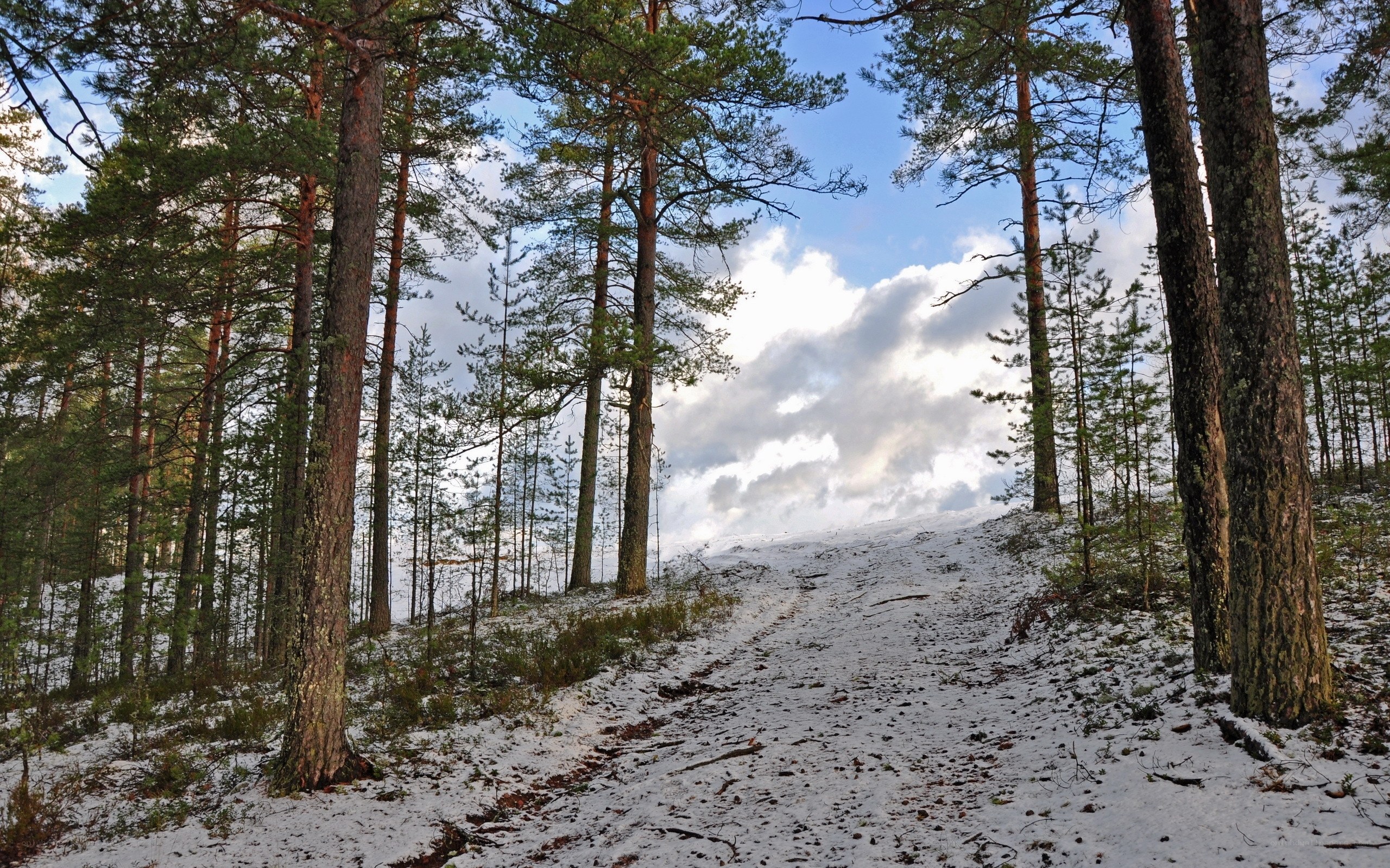 Snowy forest path
