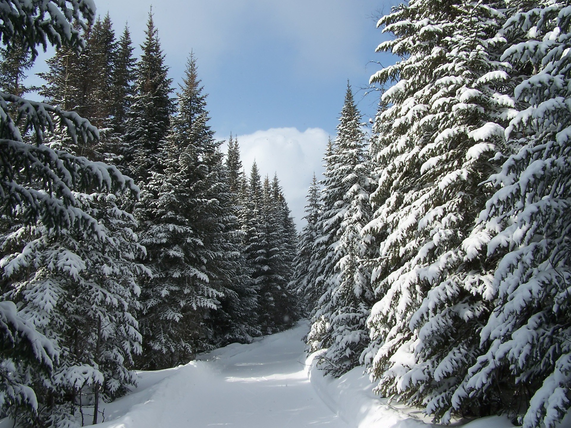 Snowy forest path
