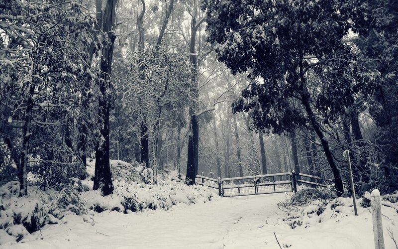 snowy forest path