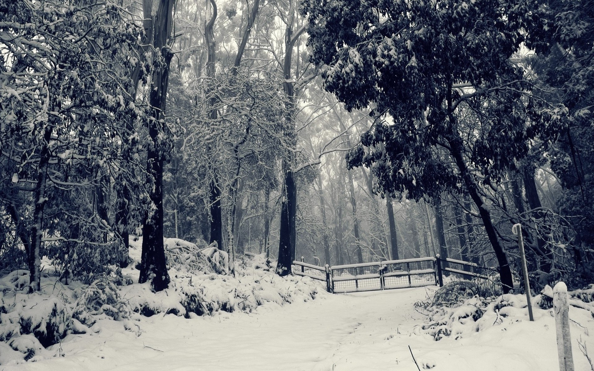 snowy forest path
