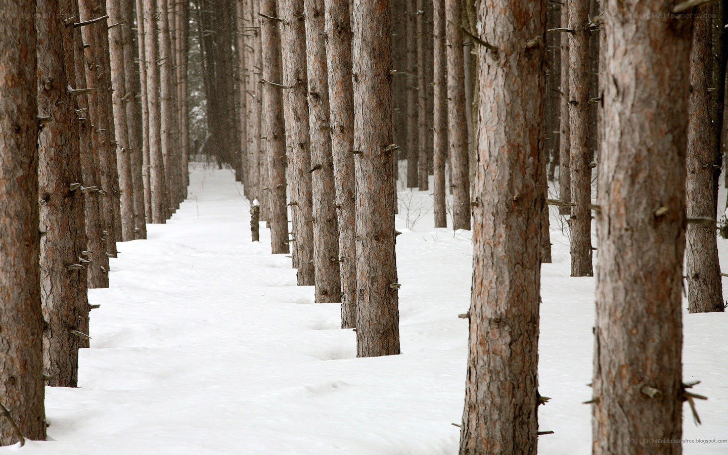 snowy forest path