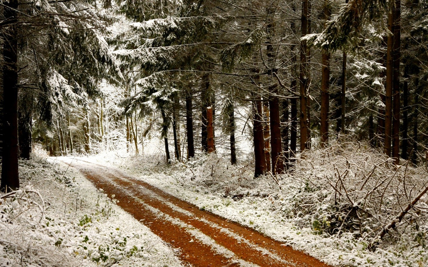Snowy forest path