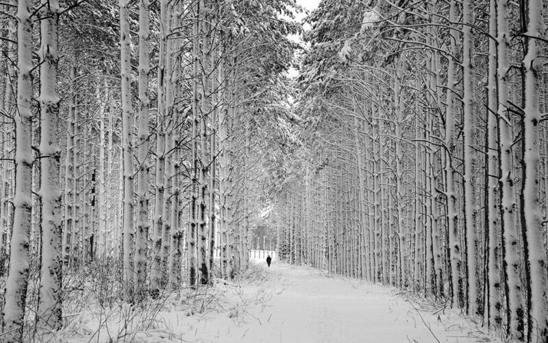 Snowy forest path
