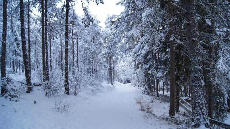 Snowy forest path