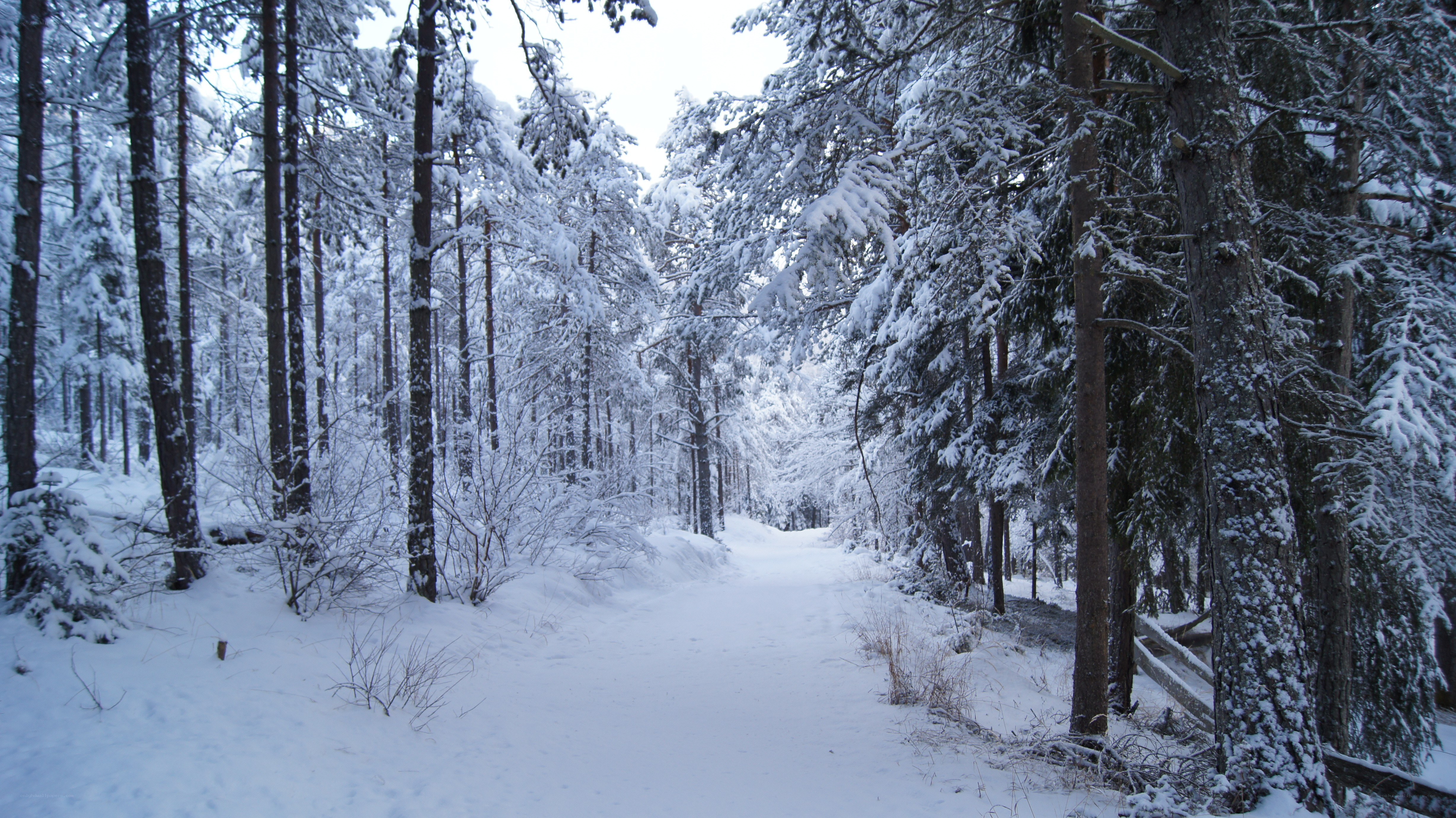 Snowy forest path