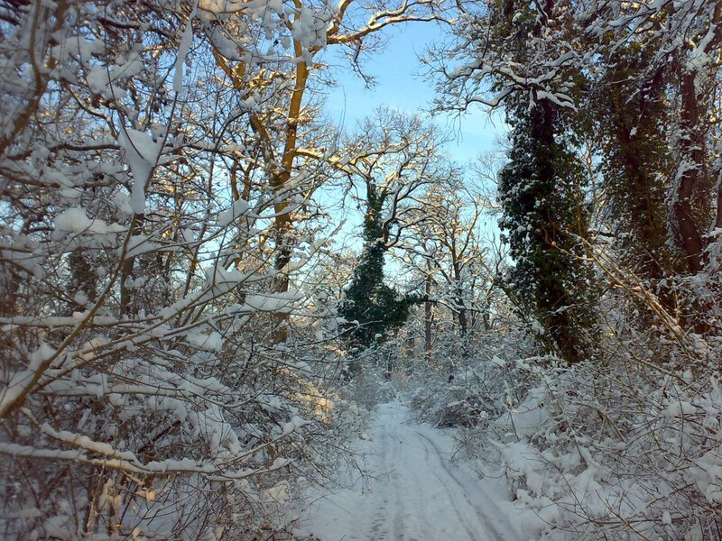 Snowy forest path