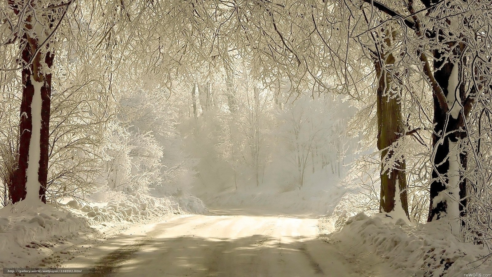 Snowy forest path