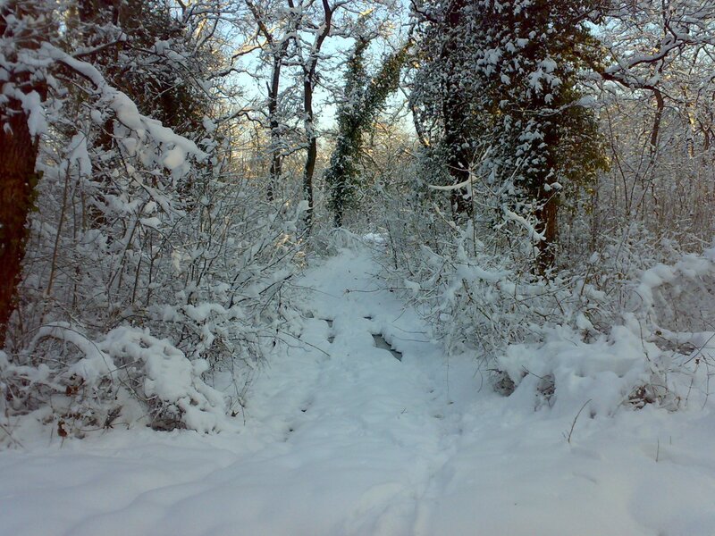 Snowy forest path