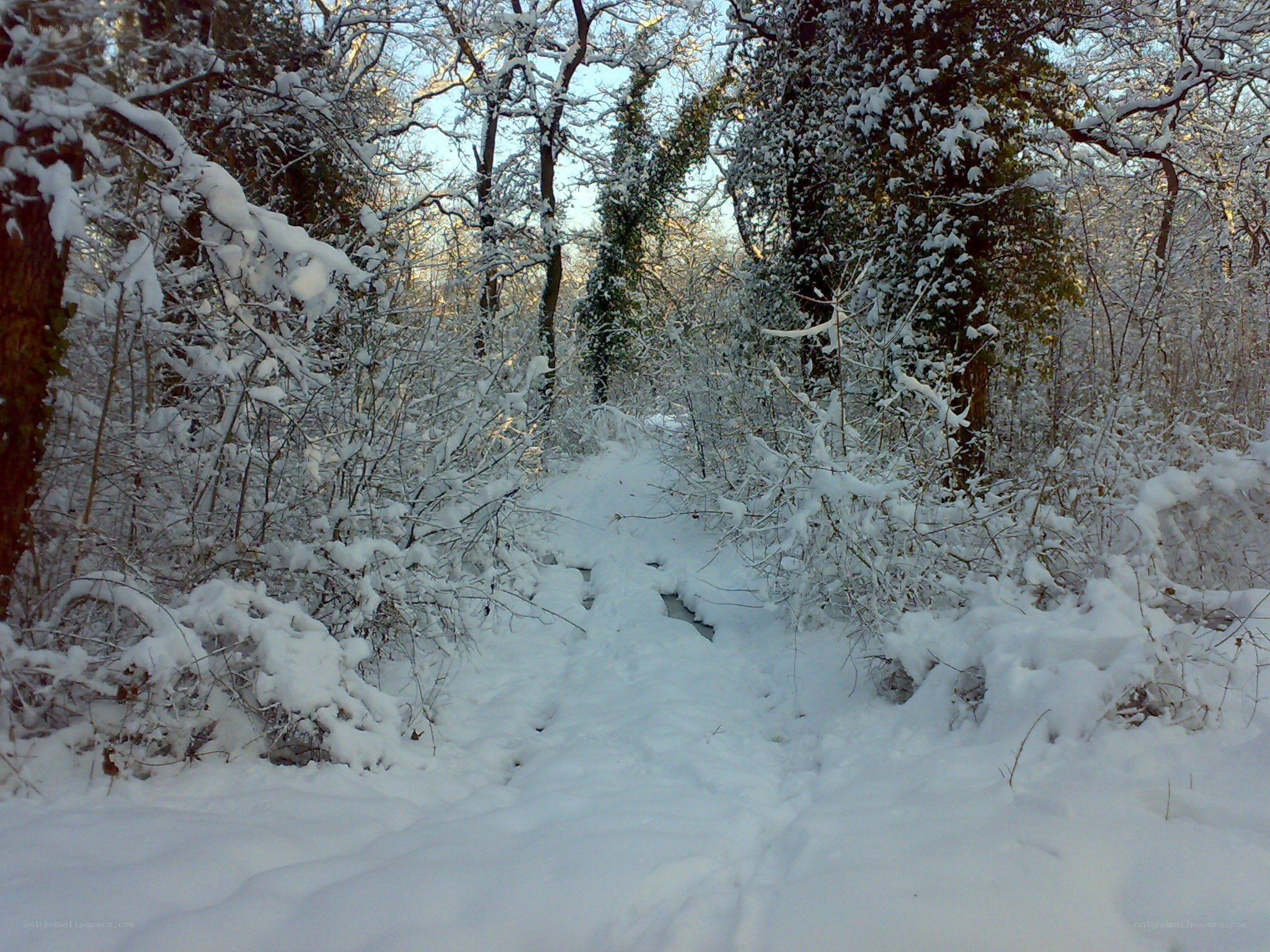 Snowy forest path