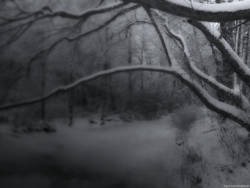 snowy forest path