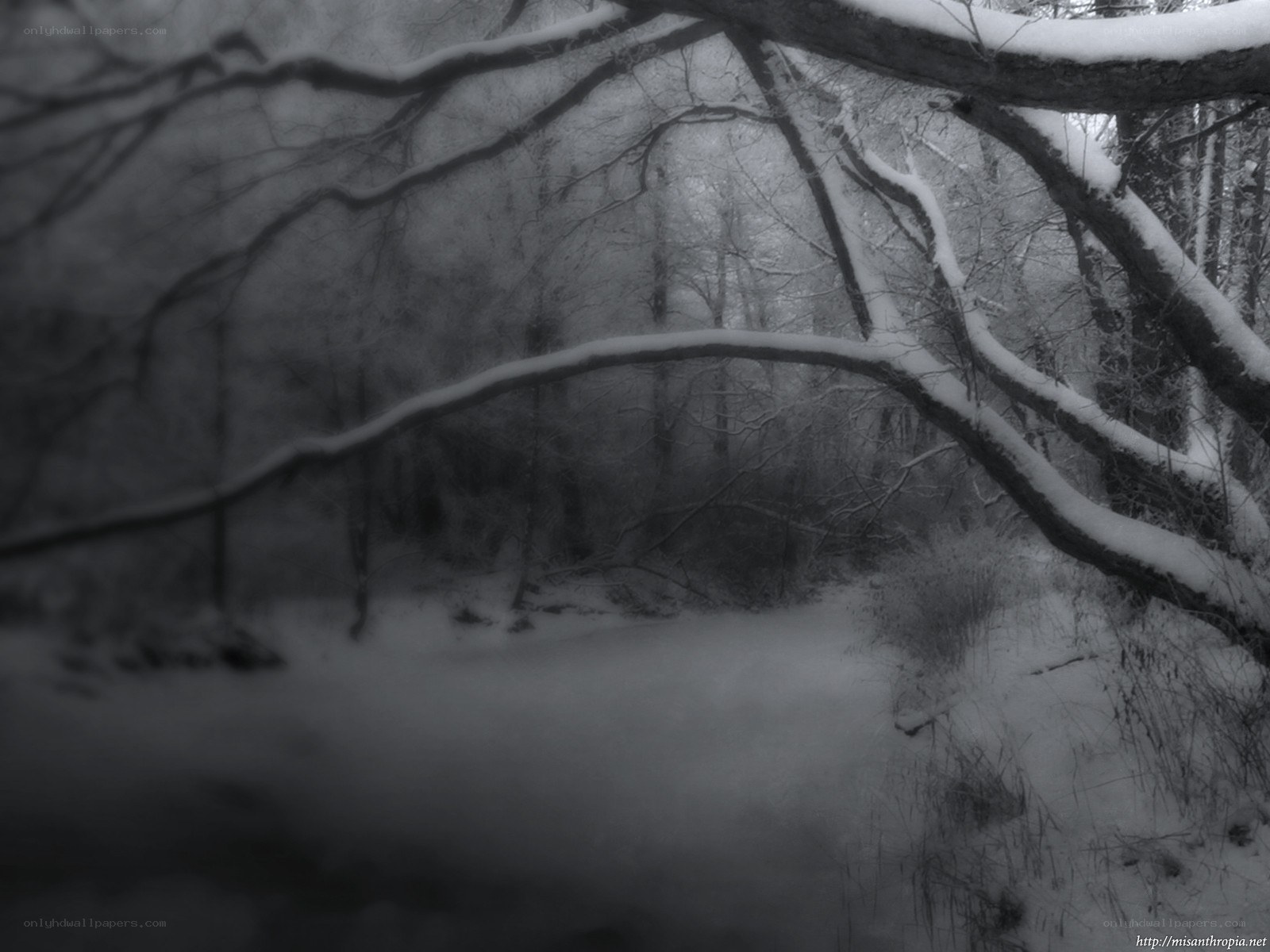 snowy forest path