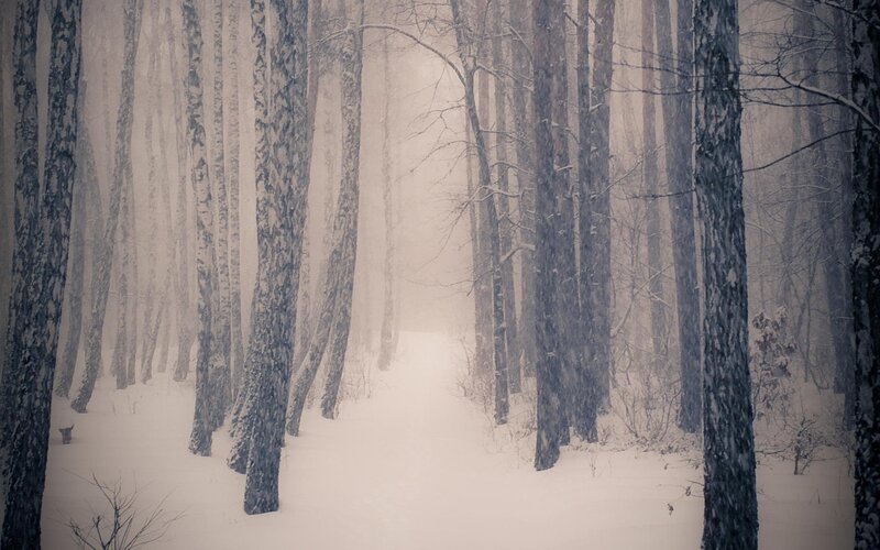snowy forest path