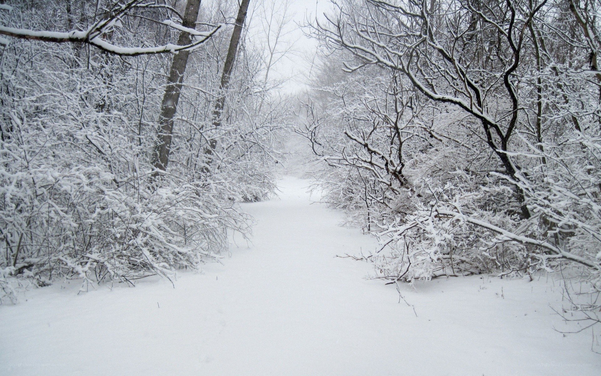 Snowy forest path