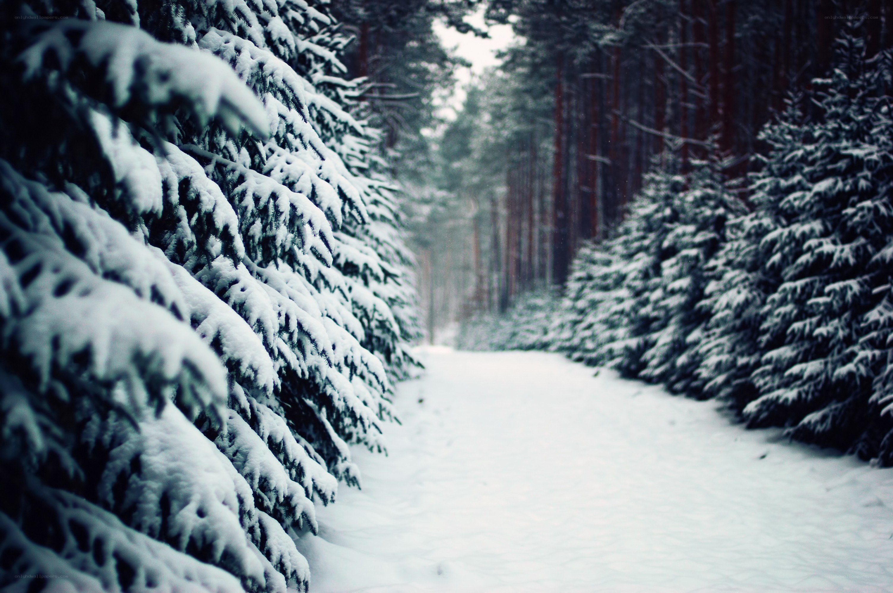 Snowy forest path