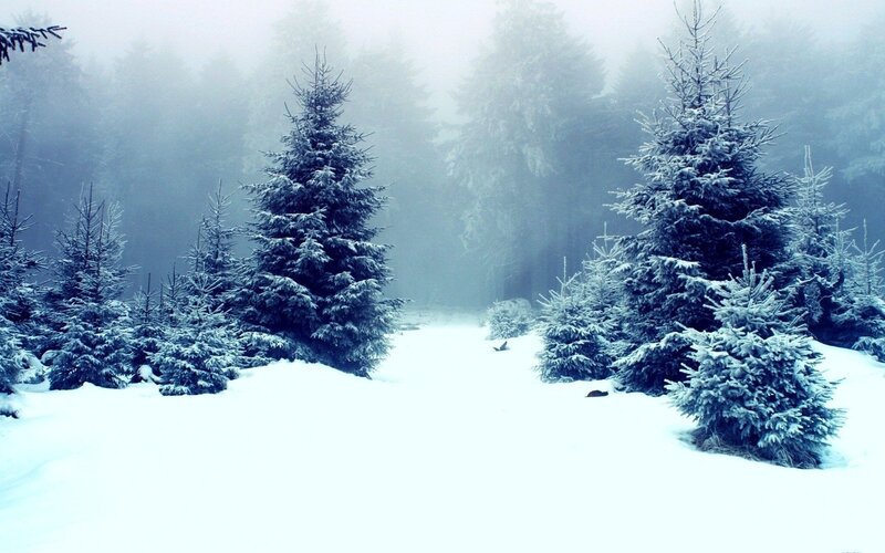 snowy forest path