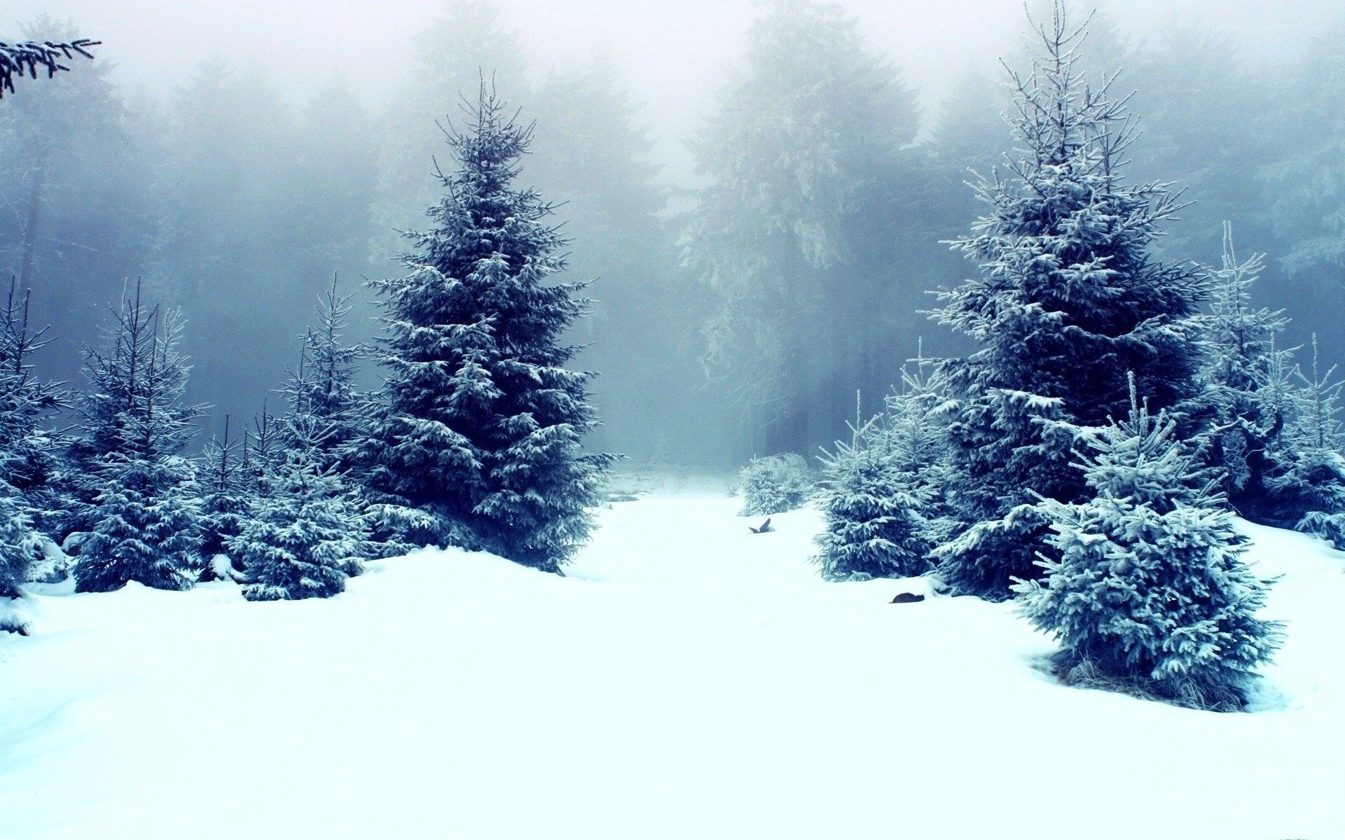 snowy forest path