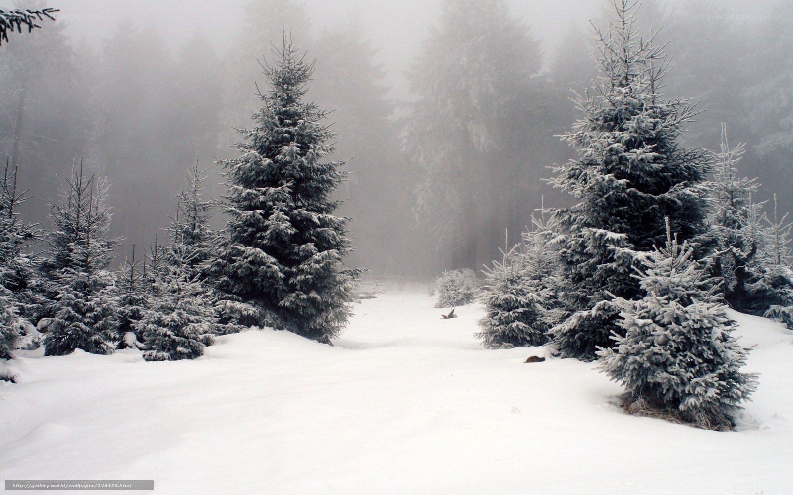 Snowy forest path
