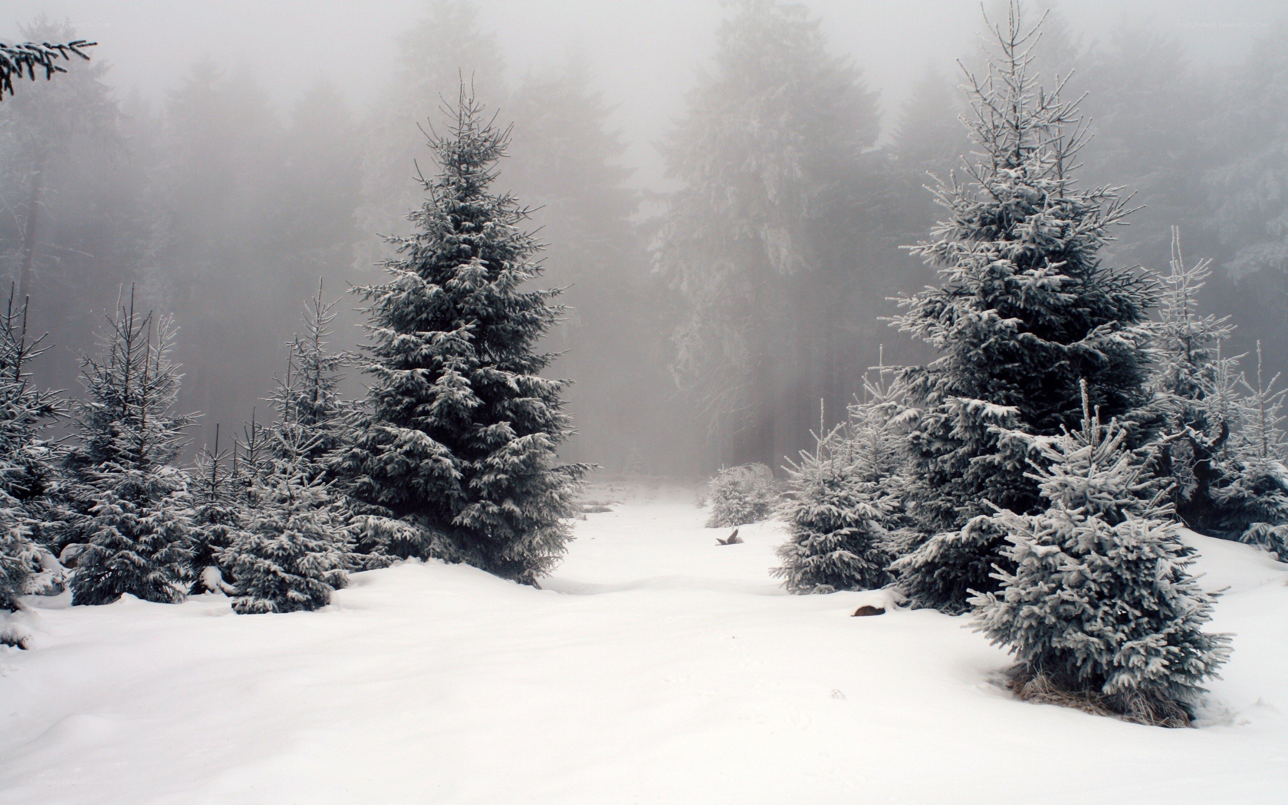 snowy forest path