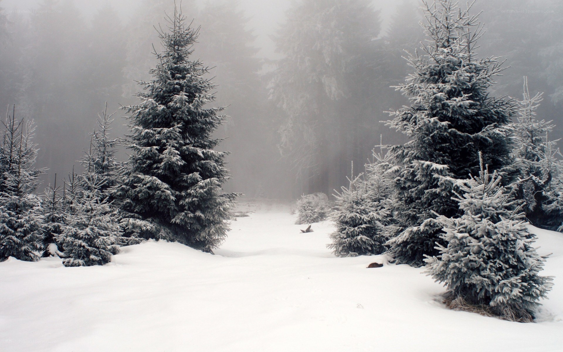 snowy forest path
