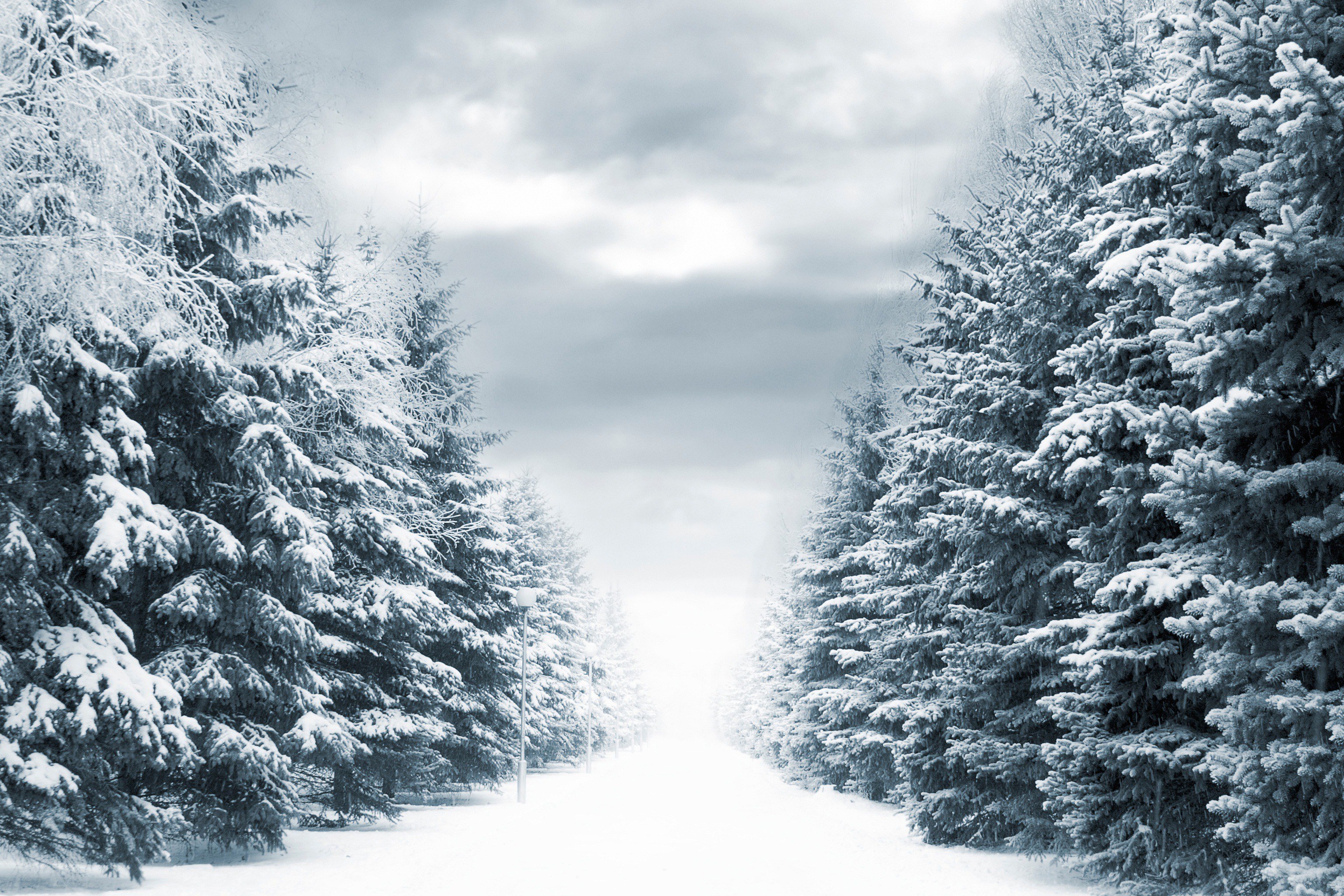 Snowy forest path