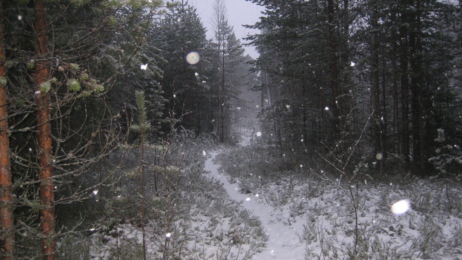 Snowy forest path