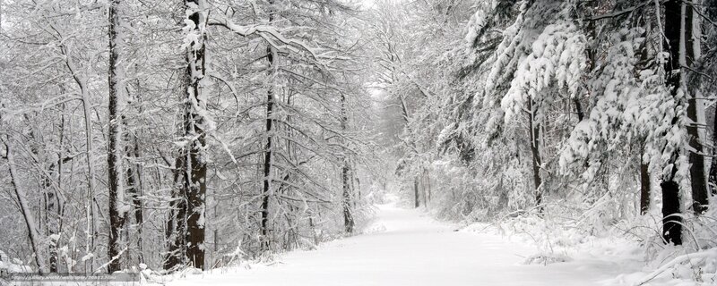 Snowy forest path
