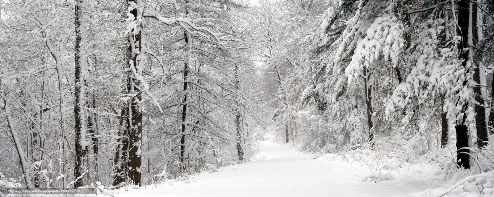 Snowy forest path