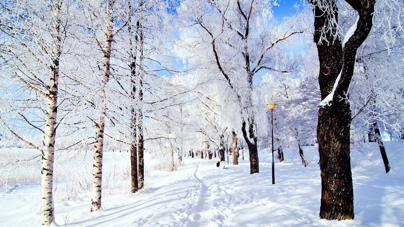 Snowy forest path