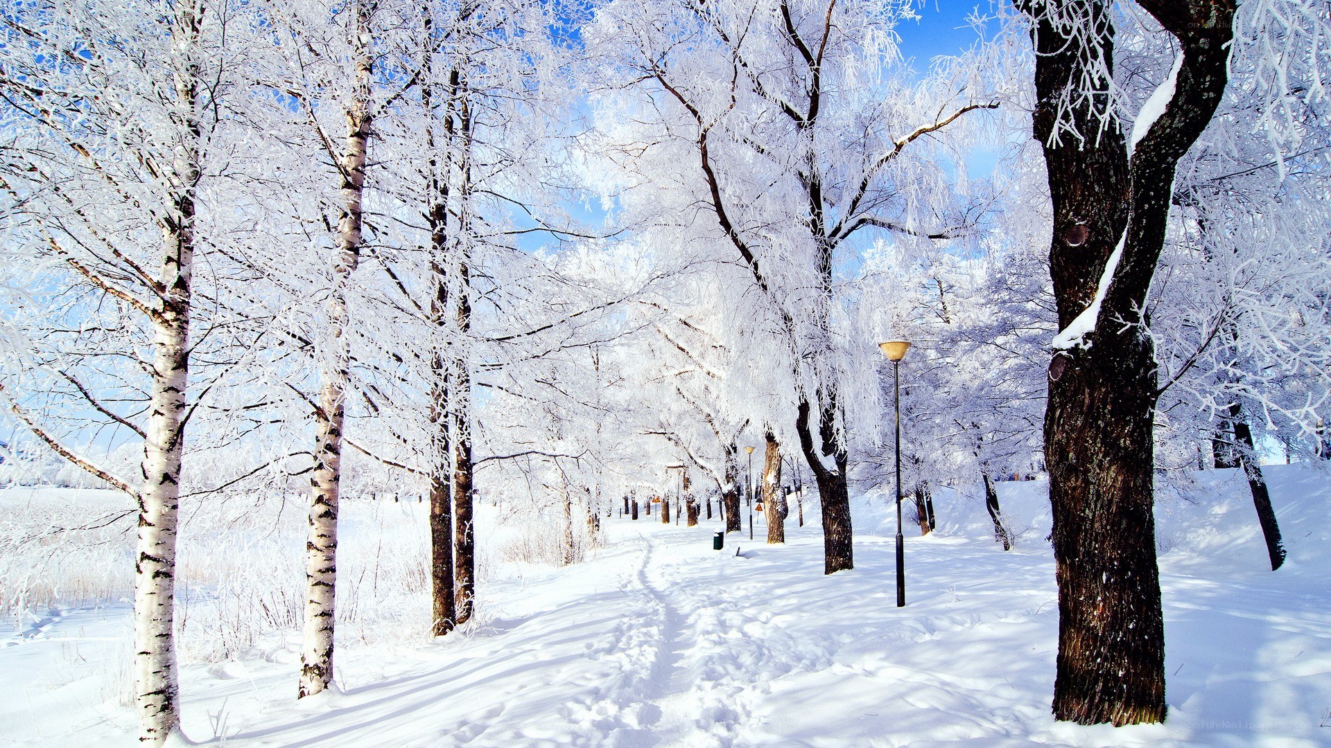 Snowy forest path