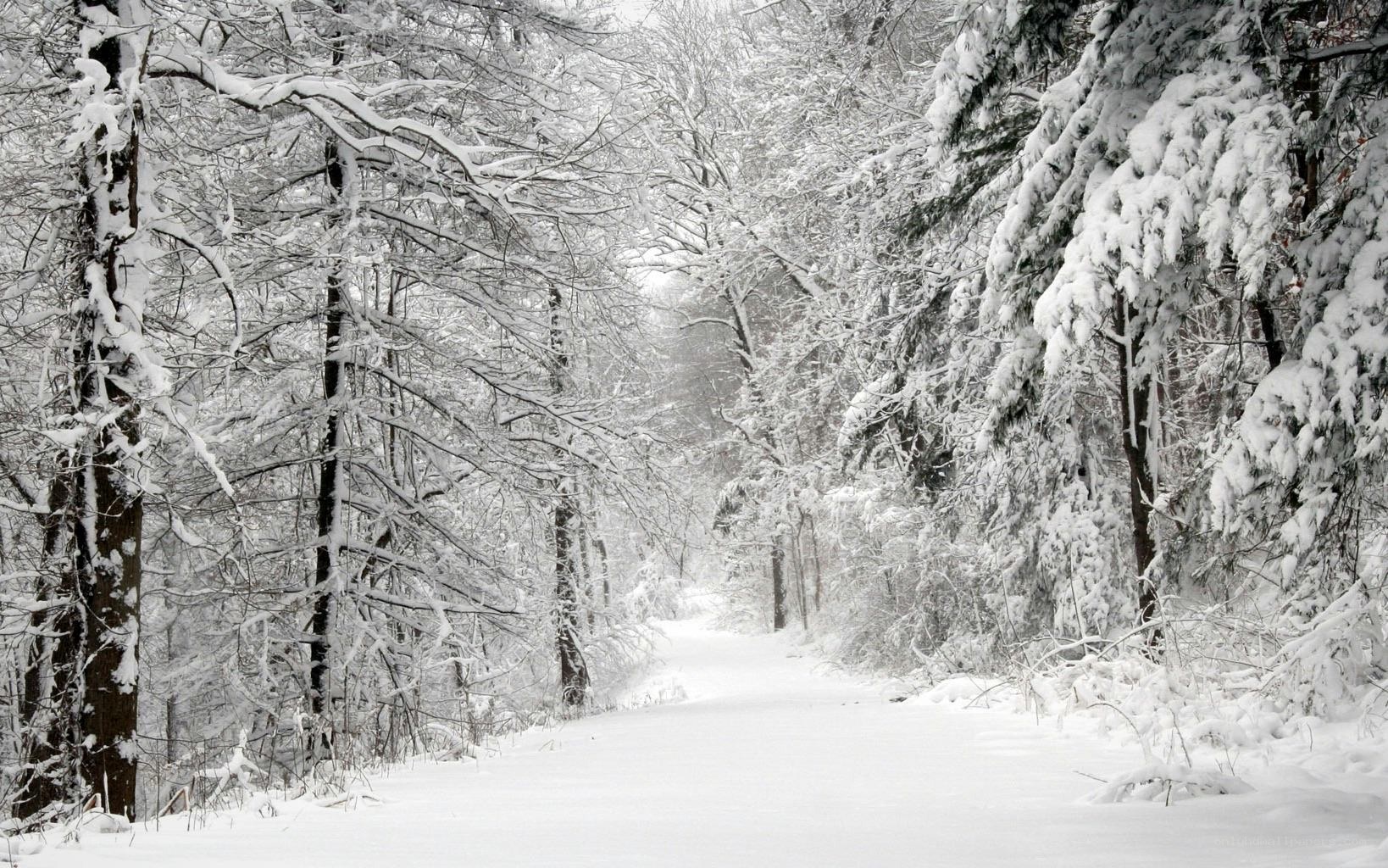 Snowy forest path