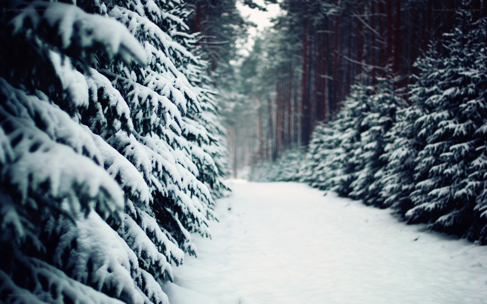 Snowy forest path
