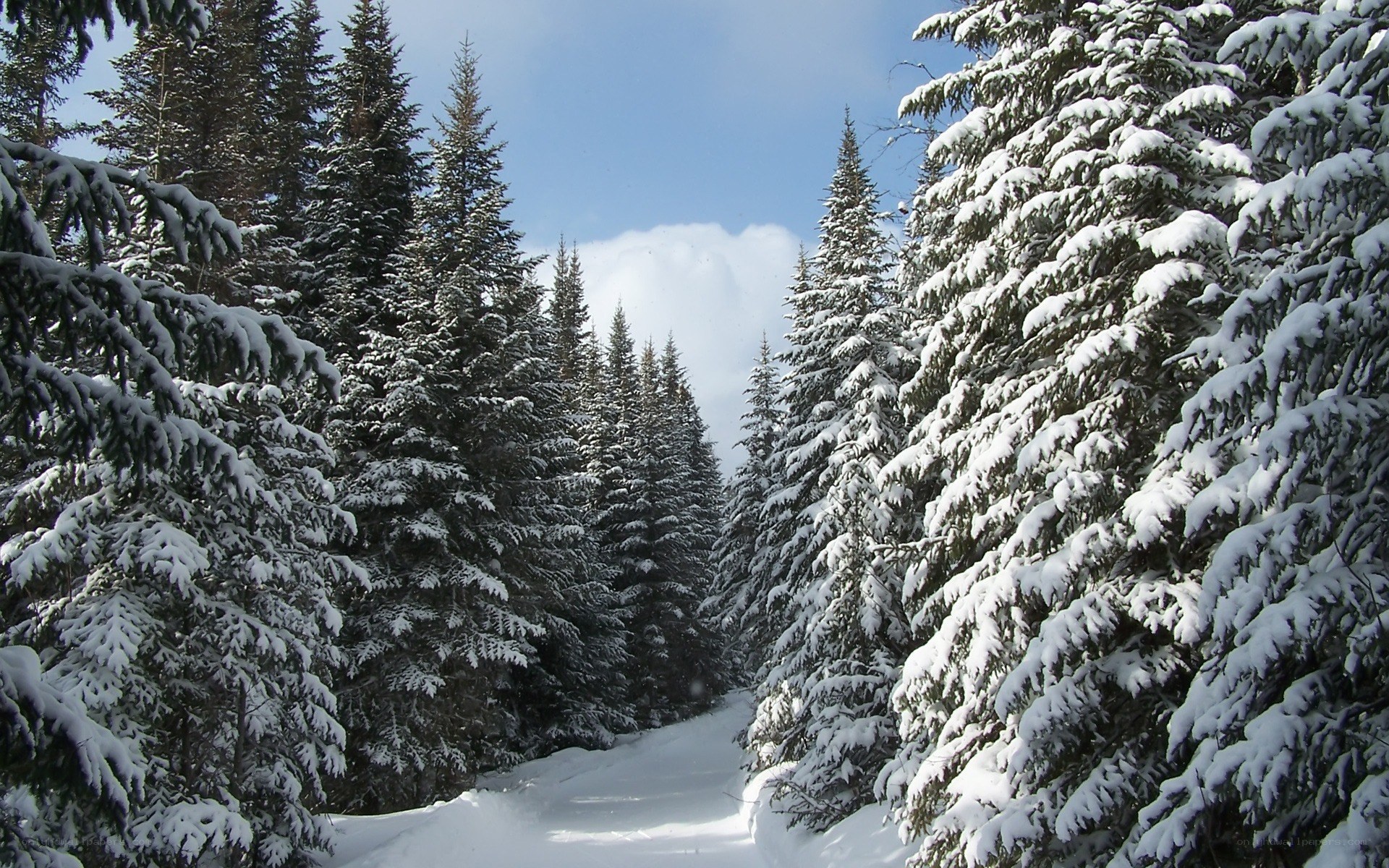 Snowy forest path