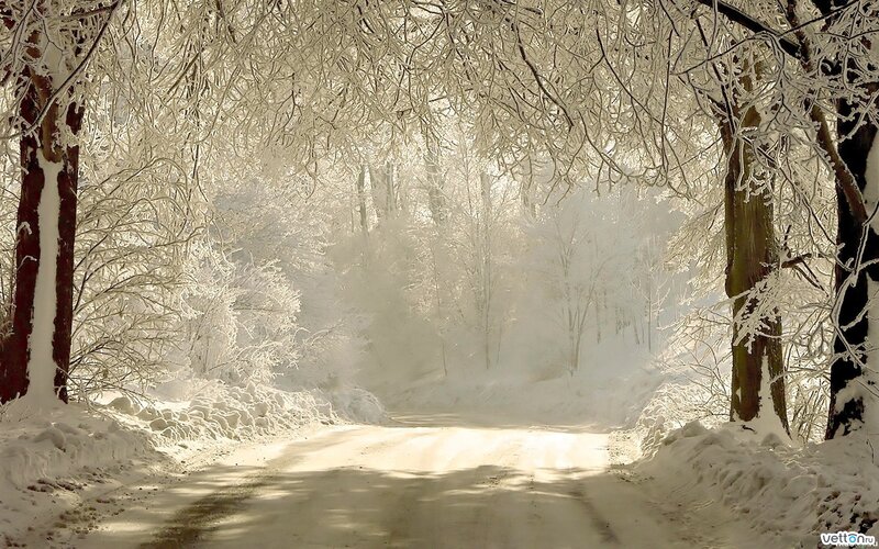 Snowy forest path